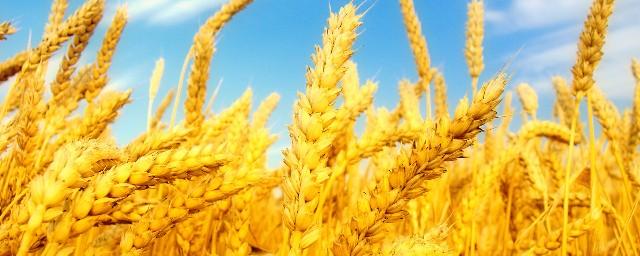 Ткачев: Россия стала мировым лидером по экспорту пшеницы