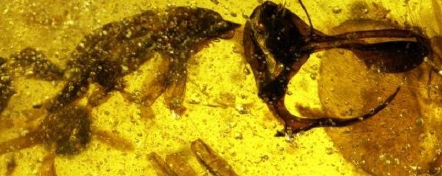 Археологи обнаружили останки муравья-вампира с металлическим рогом