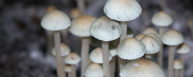 Галлюциногенные грибы выделяют псилоцибин для защиты от насекомых