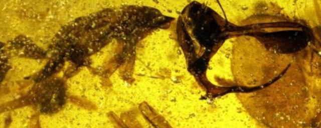 Палеонтологи нашли в янтаре жука-опылителя возрастом 99 млн лет