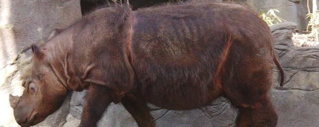 Ученые: Носороги с острова Суматра вымирают уже миллион лет