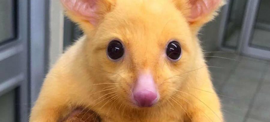 В Австралии нашли зверька, похожего на покемона Пикачу