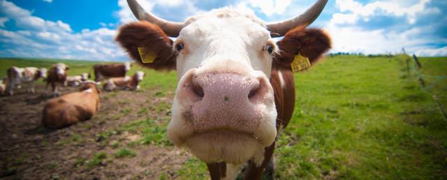 В Волгоградской области фермер незаконно получила субсидию на коров