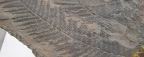 На севере Вьетнама ученые обнаружили окаменевшие растения позднего миоцена