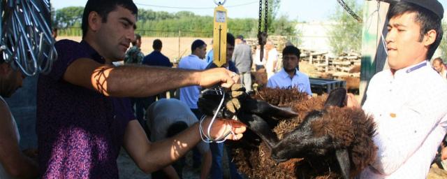 Во время празднования Курбан-байрама в Махачкале запретили забой скота