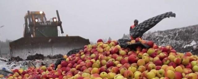 В Калужской области уничтожили 90 кг санкционных яблок