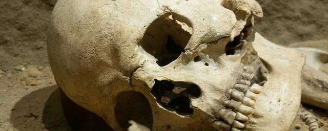 В Подмосковье в канаве обнаружили скелетированные останки человека