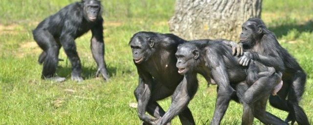 Ученые: Обезьяны Бонобо предпочитают дружить с грубиянами