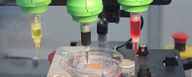 Ученые распечатали на 3D-принтере хрящевую ткань человека