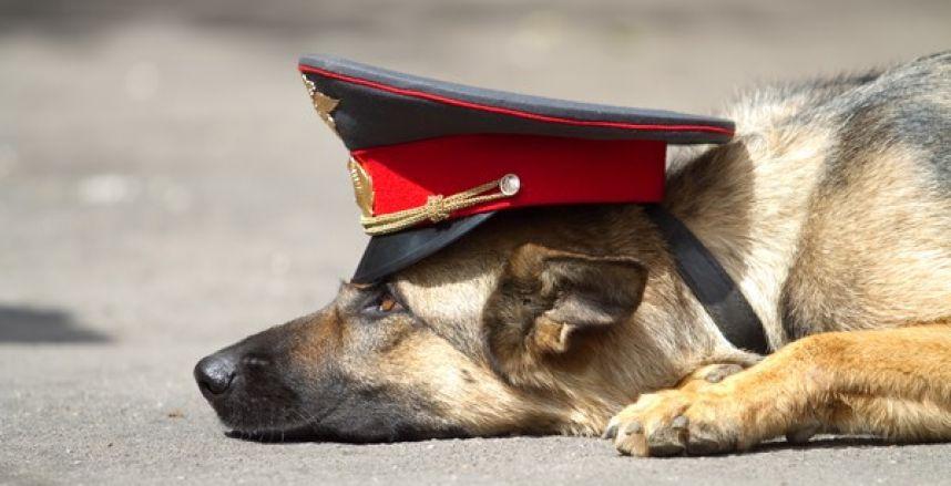 В Рязанской области служебная собака отыскала магазинного грабителя