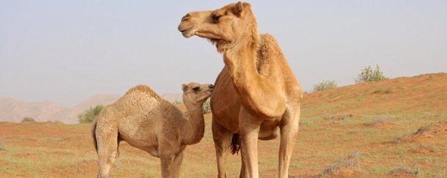 В ОАЭ найдены верблюды-разносчики коронавируса