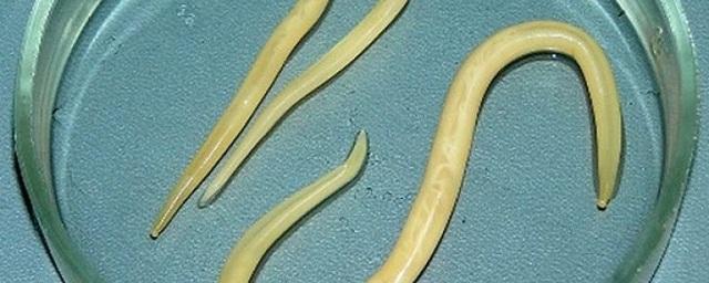 Эксперты: Круглые черви испытывают страх при опасности, как и человек