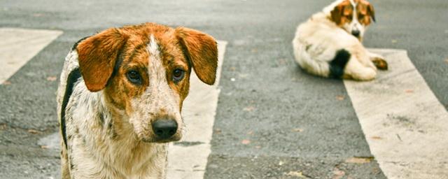 За восемь месяцев от укусов собак пострадали 9000 уральцев