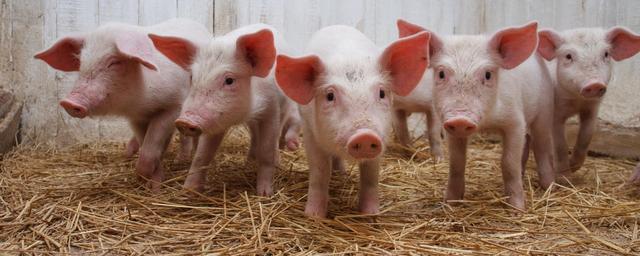 В Самарской области ввели карантин по чуме свиней