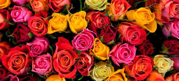 В Рязани с клумб неизвестные украли еще 130 кустов роз