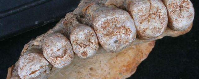 В Израиле нашли древнейшие неафриканские останки Homo sapiens