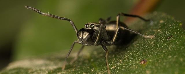 Ученые: Самки пауков-скакунов кормят детенышей после их взросления