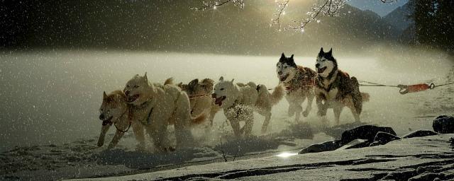 В Омске состоятся гонки на собачьих упряжках