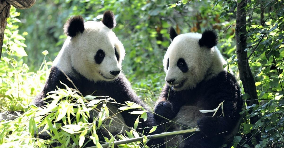 Панды определяют пол сородича по голосу с 10 метров