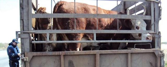В Хакасии перевозчик понес наказание за транспортировку коров