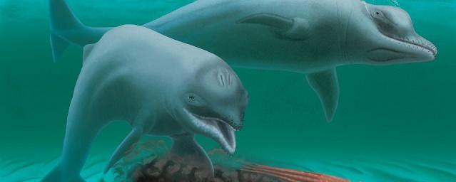 В США обнаружили останки ранее неизвестного вида древних дельфинов