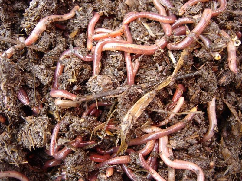 В ТГУ предложили перерабатывать отходы в удобрения с помощью червей