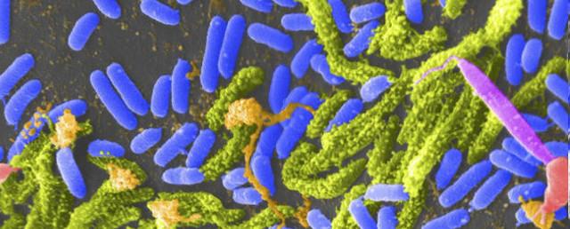 Молочнокислые бактерии помогли победить холеру