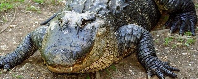 В Мексике двое туристов сняли на видео свое плавание с крокодилами