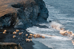 На Чукотке подсчитают белых медведей, обитающих на «Острове Врангеля»