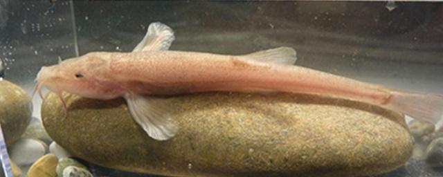 В Германии ученые обнаружили уникальную для Европы пещерную рыбу