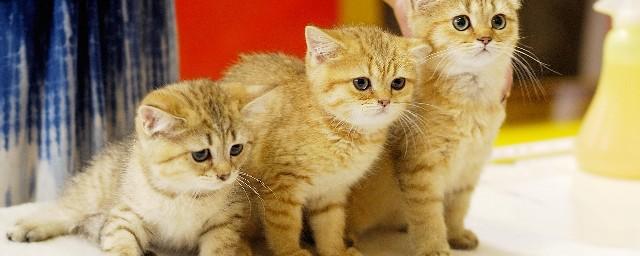Во Владивостоке стартовала юбилейная выставка кошек