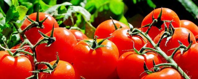 В Адыгее к концу года заработает ягодно-овощной агрокомплекс
