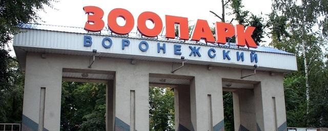 Воронежский зоопарк 1 июня проведет экологический праздник для детей