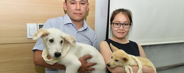 В Якутию передали клонированных в Южной Корее щенков лайки