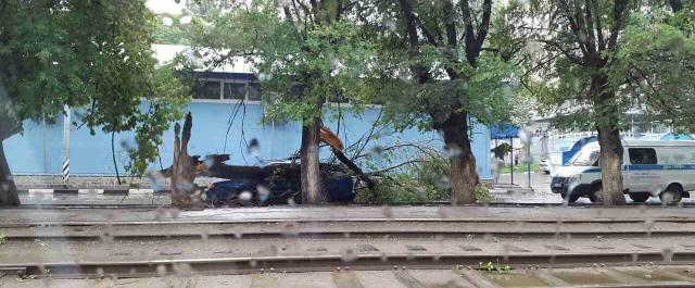 Шквалистый ветер в Саратове повалил деревья и рекламные щиты