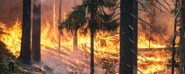 За сутки в Марий Эл случилось три лесных пожара