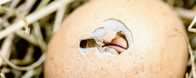 Ученые разгадали загадку цыпленка и яйца
