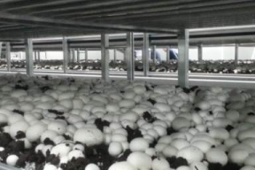 Первый урожай собран на новой грибной ферме в Подмосковье