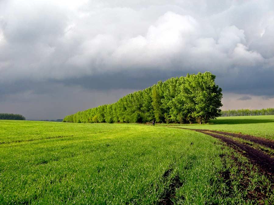 Власти Рязани планируют создать вокруг города зеленый пояс‍
