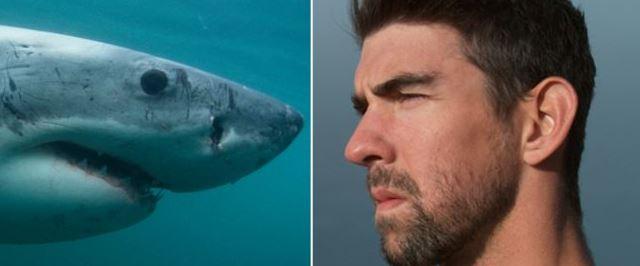 Самый титулованный пловец в истории спорта не обогнал белую акулу