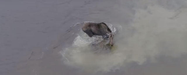 Канадец случайно снял на видео схватку лося и волка