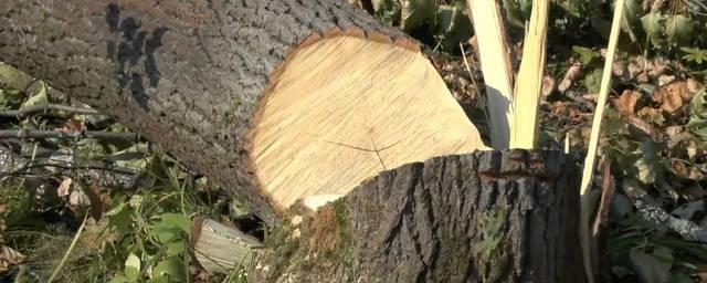 В Кисловодске незаконно срубили 49 деревьев на 10 млн рублей