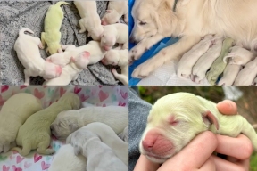 В США родился щенок ретривера с зелёной шерстью