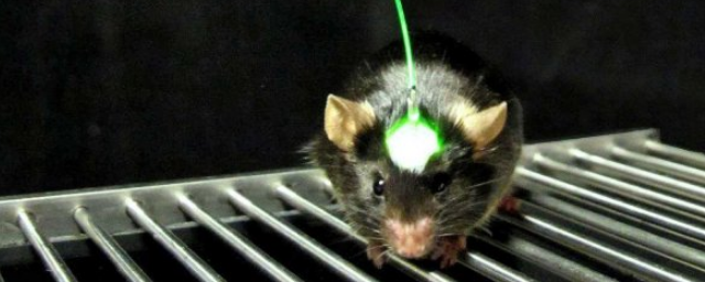 Корейские ученые научились управлять сексуальными инстинктами мышей