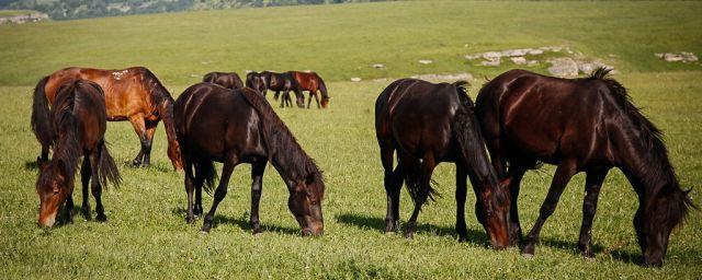 На Ставрополье угнали пять целебных лошадей-иппотерапевтов