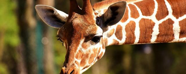 В Белгородском зоопарке умер маленький жираф Сафари