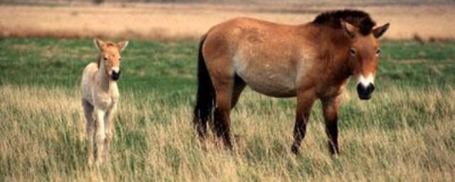 Ученые выяснили, чем питались лошади Пржевальского в XIX веке