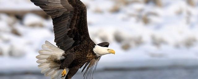 На Аляске впервые при столкновении самолета с орланом погибли люди