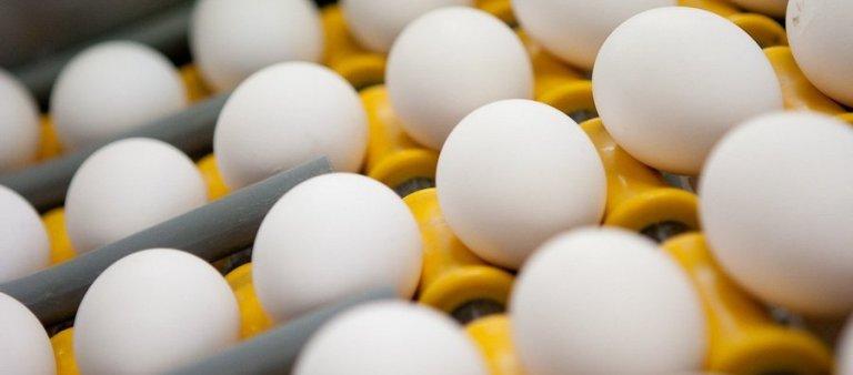 Россия ограничила поставки птицы и яиц из Чехии