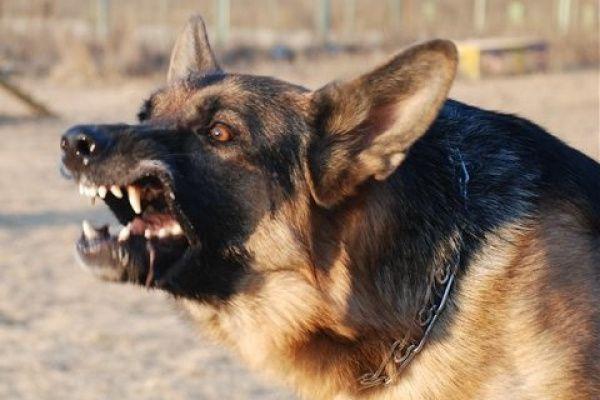 В Севастополе бродячая собака напала на 10-классницу